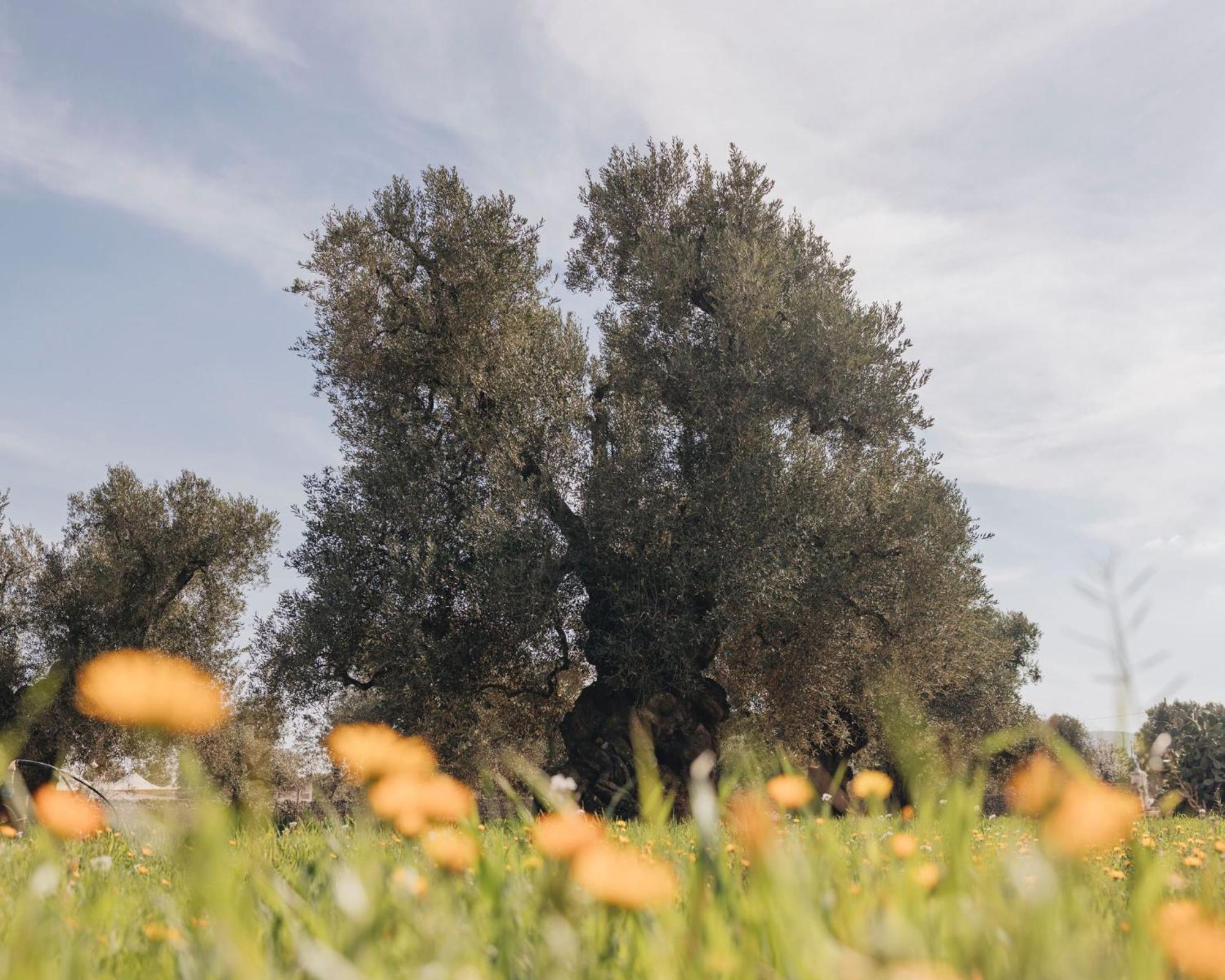 Masseria San Lorenzo Resort Fasano Buitenkant foto