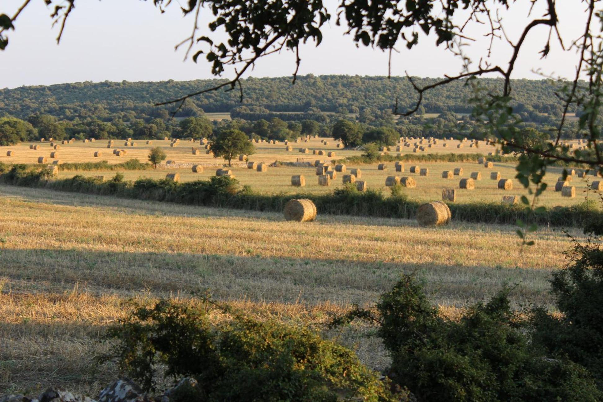 Masseria San Lorenzo Resort Fasano Buitenkant foto