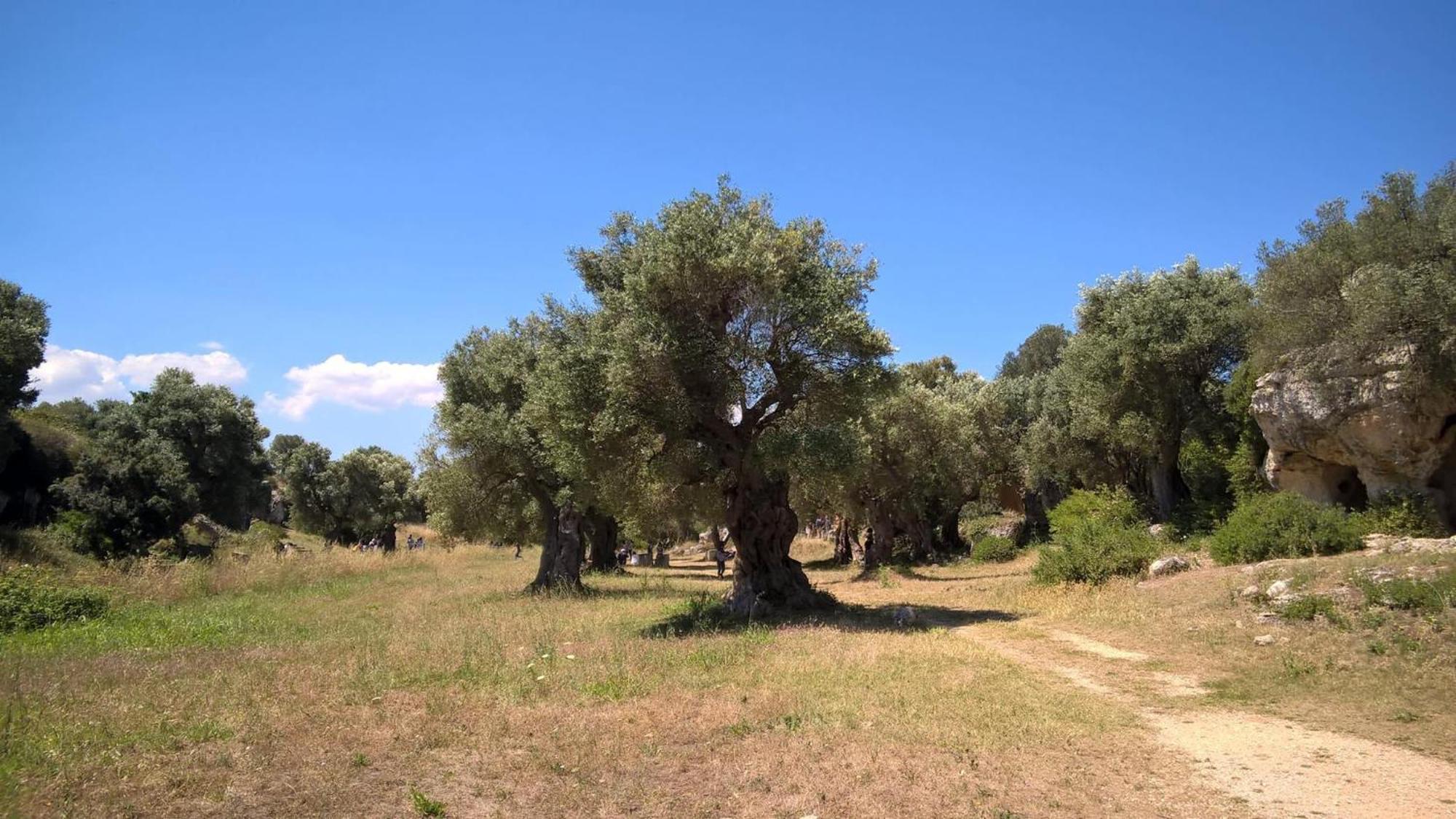 Masseria San Lorenzo Resort Fasano Buitenkant foto